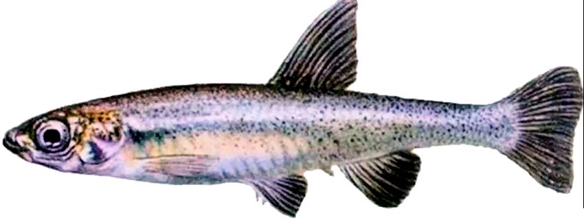 Anaecypris hispanica_05